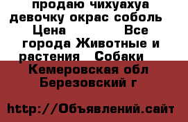 продаю чихуахуа девочку,окрас соболь › Цена ­ 25 000 - Все города Животные и растения » Собаки   . Кемеровская обл.,Березовский г.